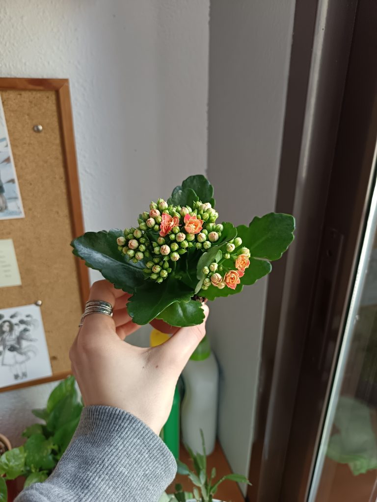 Imagen #2 de Isabella