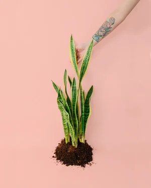 sansevieria-trifasciata