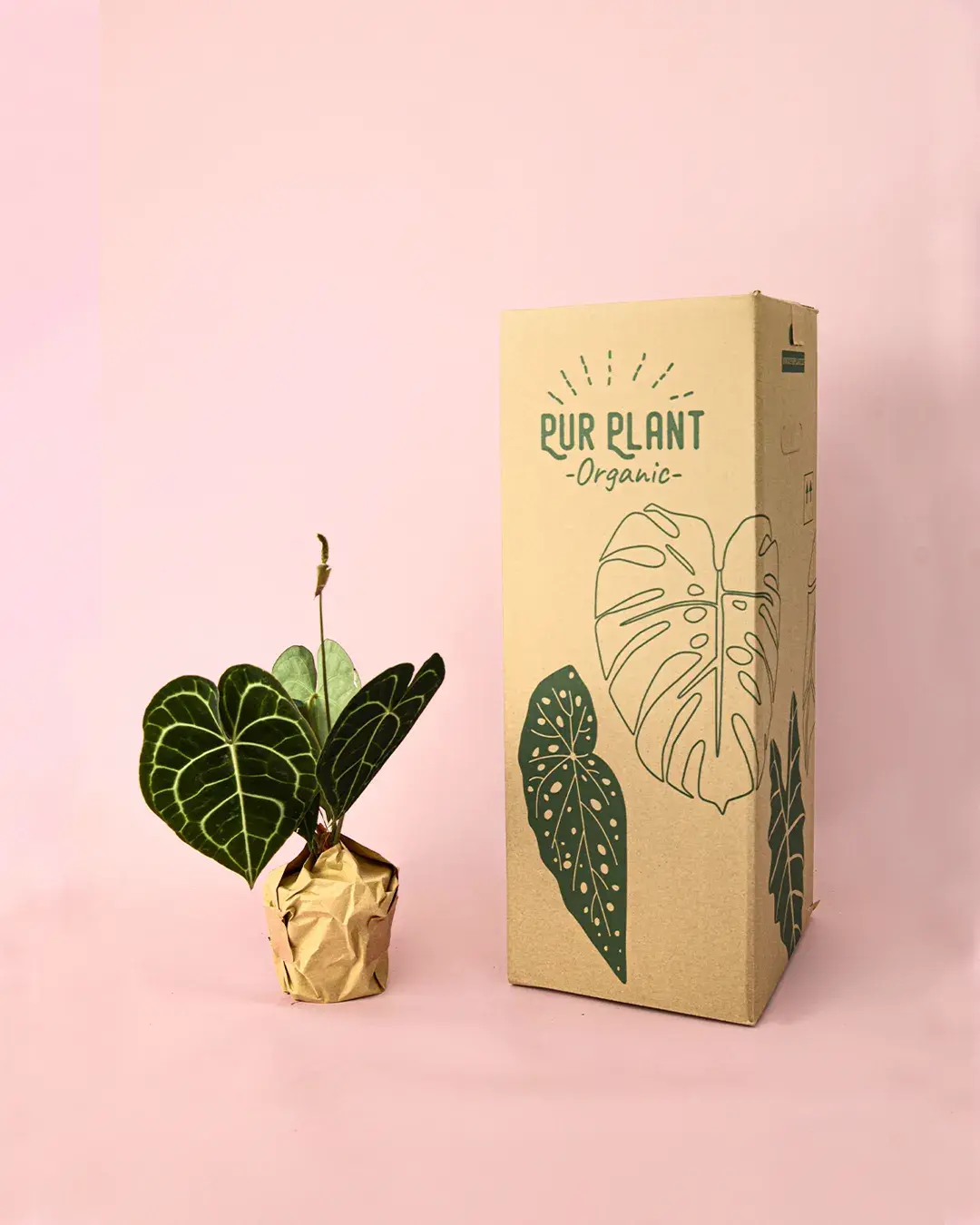 cajas plantas medianas pur plant