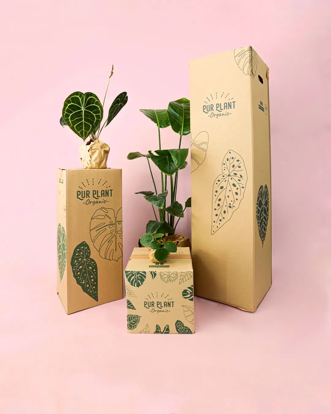 packaging plantas pur plant
