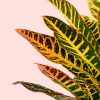 croton hojas