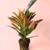 planta croton