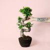 Bonsai Ficus Ginseng XL hoja