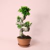 Bonsai Ficus Ginseng XL maceta