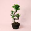 Bonsai Ficus Ginseng XL planta