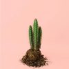 CEREUS-FORBESII