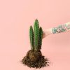 CEREUS-FORBESII-planta