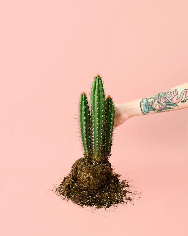 CEREUS FORBESII-planta