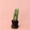 Cleistocactus-strausii-