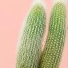 Cleistocactus-strausii-detalle