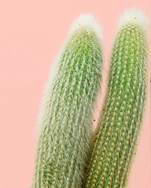 Cleistocactus strausii-detalle