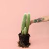 Cleistocactus-strausii-planta