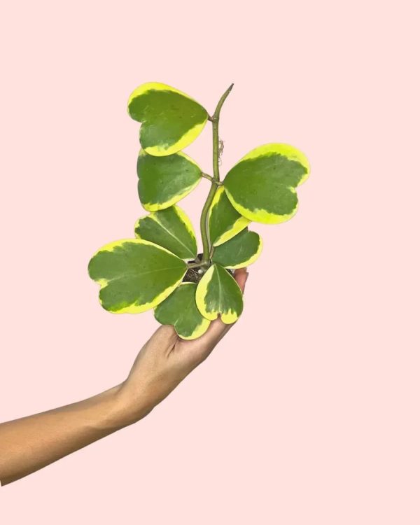 Hoya-Kerrii-Variegada-mini -planta