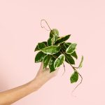 Hoya-albomarginata