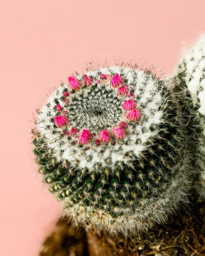 MAMMILLARIA ALBA-flor
