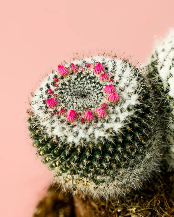 MAMMILLARIA ALBA-flor