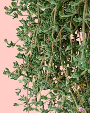 MESEMBRANTEMUM-detalle