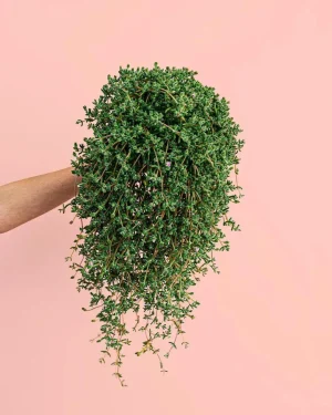 MESEMBRANTEMUM-plantacolgante
