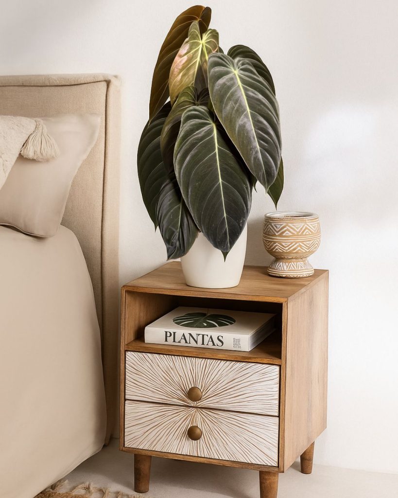 philodendron Melanochrysum contexto