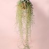 Mesembryanthemum-colgante