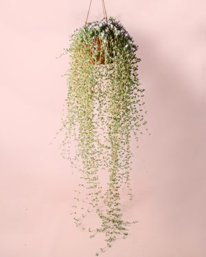 Mesembryanthemum-colgante