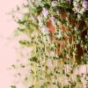 Mesembryanthemum-flor