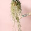 Mesembryanthemum-planta-colgante