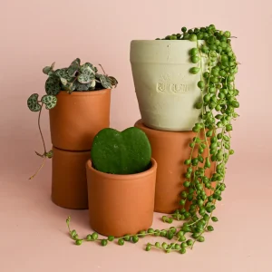 REGALO UNA PLANTA TOP
