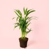 Palma Areca