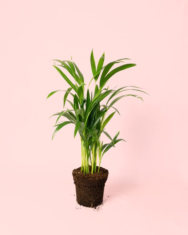 Palma Areca