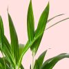 Palma Areca hojas