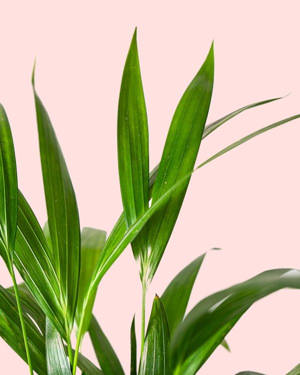 Palma Areca hojas