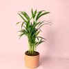 Palma Areca maceta