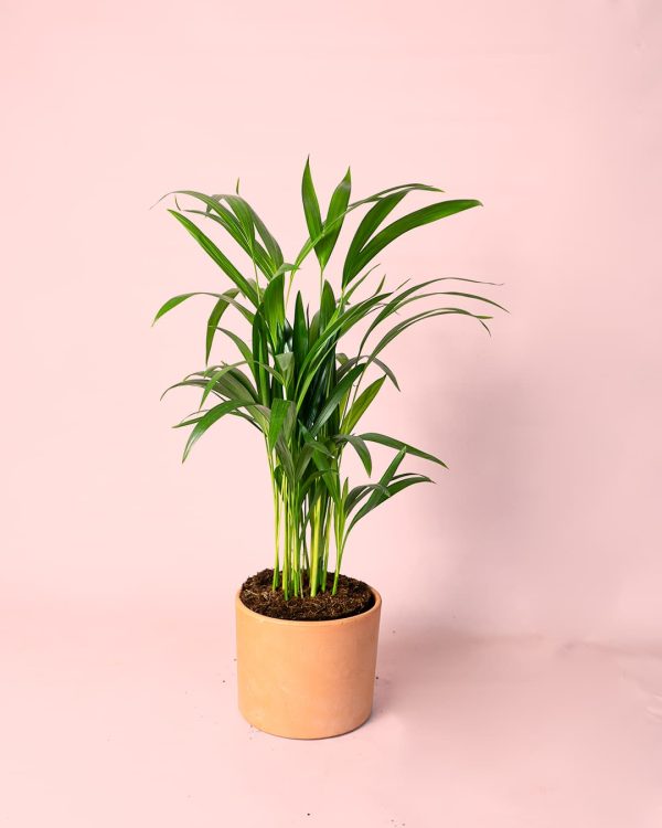 Palma Areca maceta