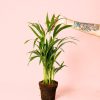 Palma Areca planta