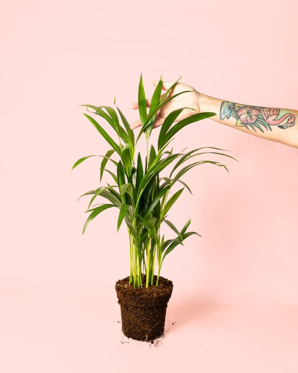 Palma Areca planta