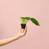 Philodendron-Scandens-