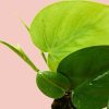 Philodendron-Scandens-hoja
