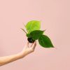 Philodendron-Scandens-planta