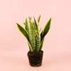 Sansevieria-trifasciata