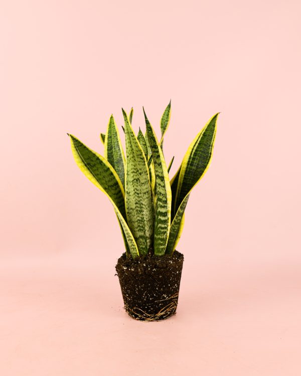 Sansevieria-trifasciata