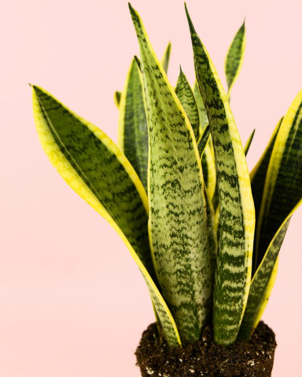 Sansevieria-trifasciata-hojas