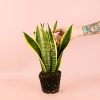Sansevieria-trifasciata-planta