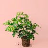 Schefflera