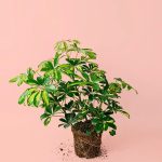 Schefflera