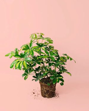 Schefflera