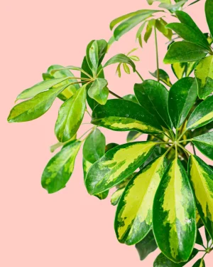 Schefflera-hoja