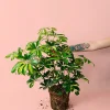 Schefflera-planta