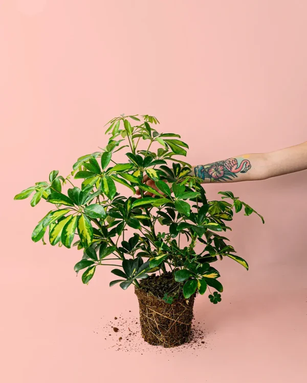 Schefflera-planta