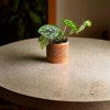 Scindapsus Pictus MINI-contexto